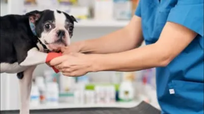 Gabinet Weterynaryjny Łapa